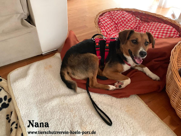 Tievermittlung Hunde